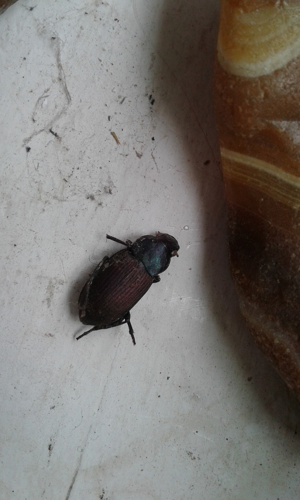 Neoaulacoryssus speciosus