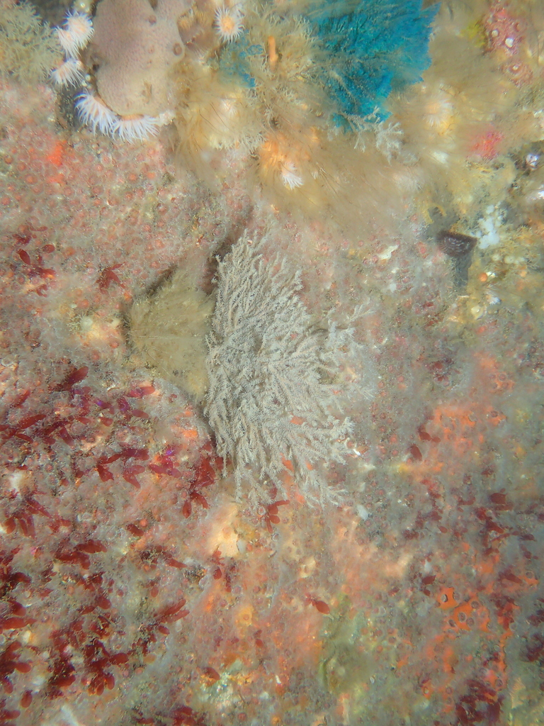 Octocorals from Northland, New Zealand on November 14, 2023 at 10:55 AM ...