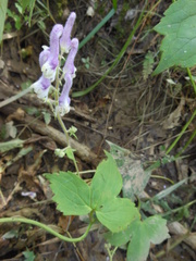 Aconitum alboviolaceum