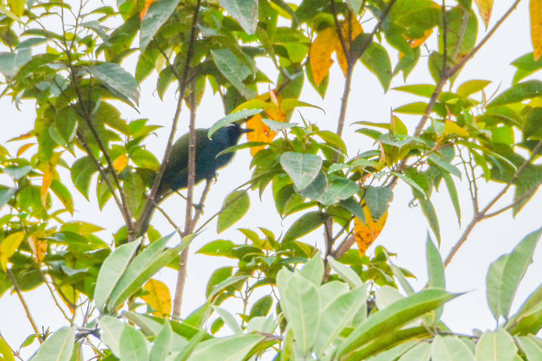 Eastern Crested Berrypecker (Paramythia montium), photo 4