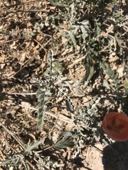 Sphaeralcea hastulata