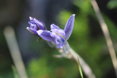 Androstephium coeruleum