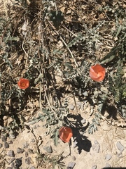 Sphaeralcea hastulata