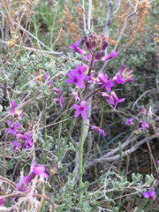 Boechera divaricarpa