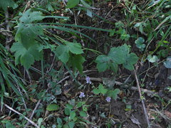 Aconitum alboviolaceum