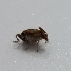 Penthobruchus germaini