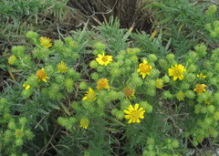 Deinandra clementina