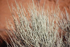 Ericameria nauseosa juncea