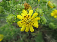 Deinandra clementina