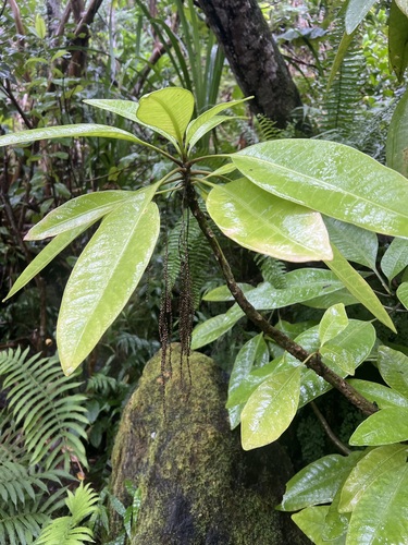 Charpentiera elliptica observed 2023-10-20