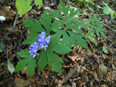 Aconitum axilliflorum