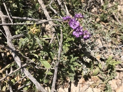 Phacelia popei