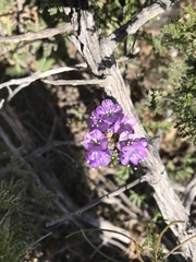 Phacelia popei
