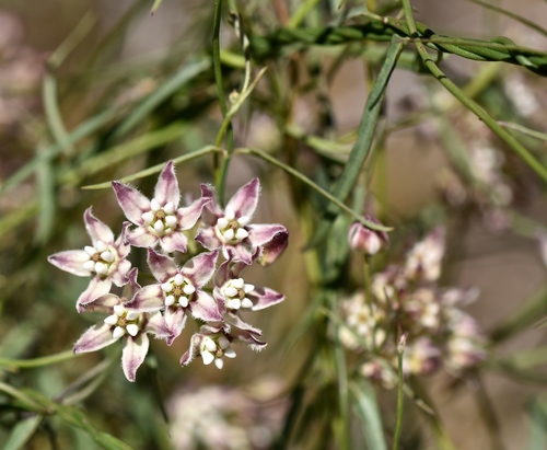 Hartweg's climbing milkweed