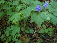 Aconitum axilliflorum