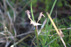 Androstephium coeruleum