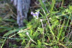 Androstephium coeruleum