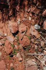 Uta stansburiana uniformis