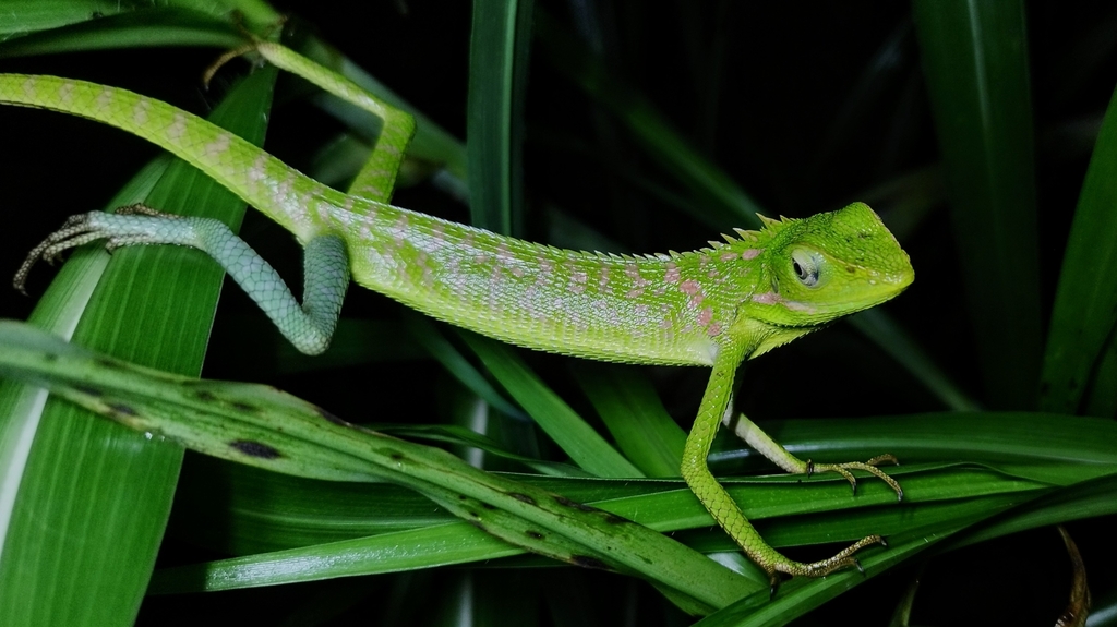 Great Crested Canopy Lizard in November 2023 by aswad andriyanto ...