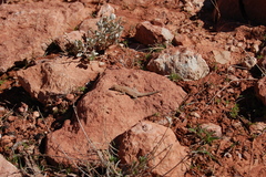 Uta stansburiana uniformis