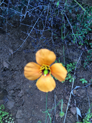 Papaver heterophyllum
