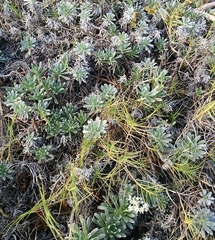 Heliotropium anomalum