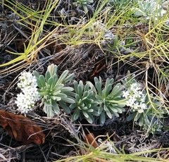 Heliotropium anomalum