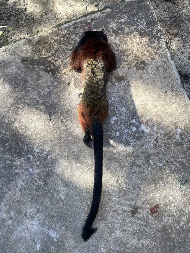 Red-mantled Saddle-back Tamarin