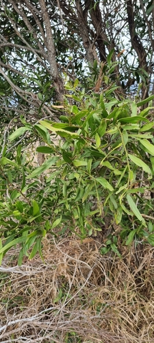 Image of Acacia fasciculifera by (c) murrayoke, some rights reserved (CC BY)
