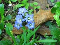 Gentiana zollingeri