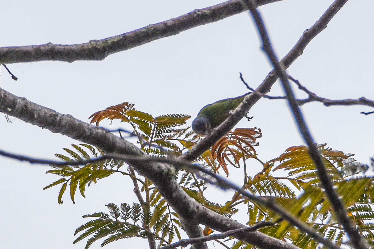Red-breasted Pygmy Parrot (Micropsitta bruijnii), photo 4