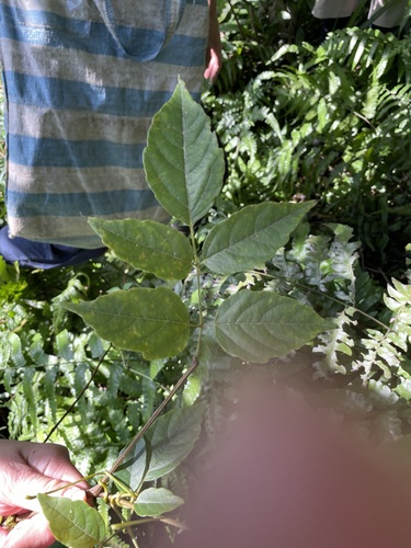Ampelopsis cantoniensis iNat (3)