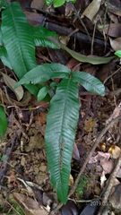 Grypothrix triphylla