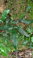 Grypothrix triphylla