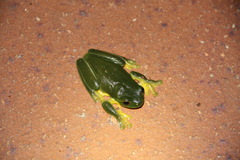 Ranoidea chloris