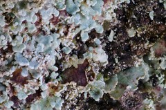 Cladonia polydactyla