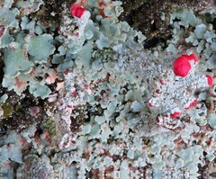 Cladonia polydactyla