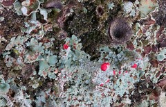 Cladonia polydactyla