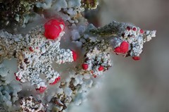 Cladonia polydactyla