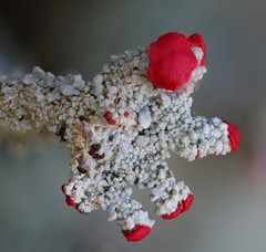 Cladonia polydactyla
