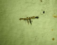 Nippoptilia cinctipedalis