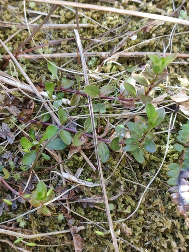 Epilobium alsinoides (Epilobium alsinoides)