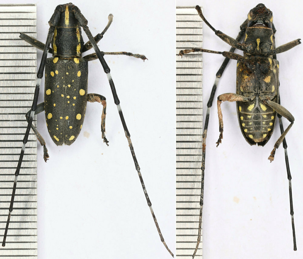 Yellow-spotted Longicorn Beetle from Gouerkou Village, Shucheng County ...