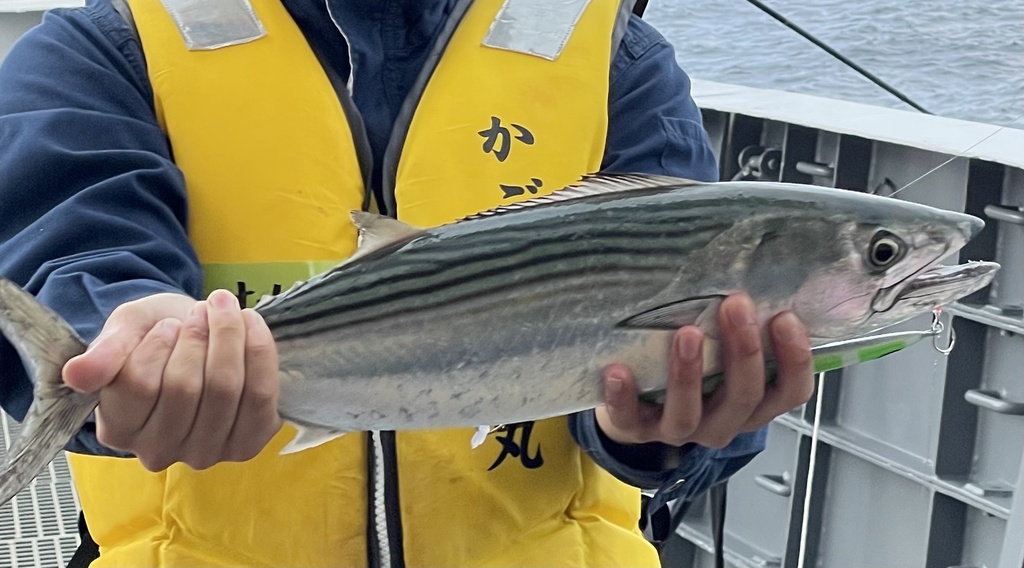 Striped Bonito