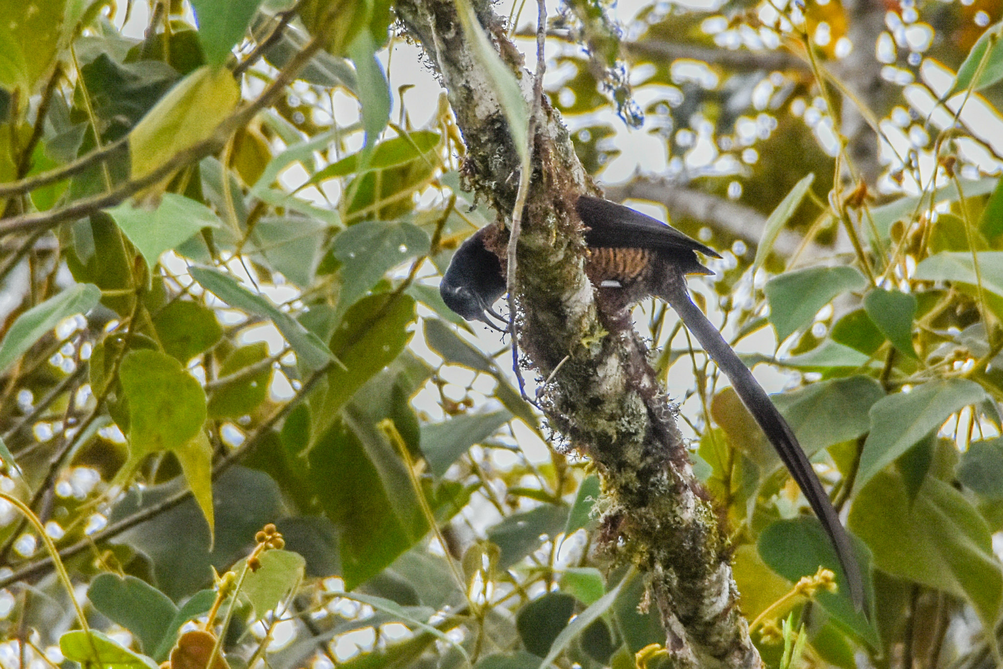 Princess Stephanie's Astrapia (Astrapia stephaniae), photo 10