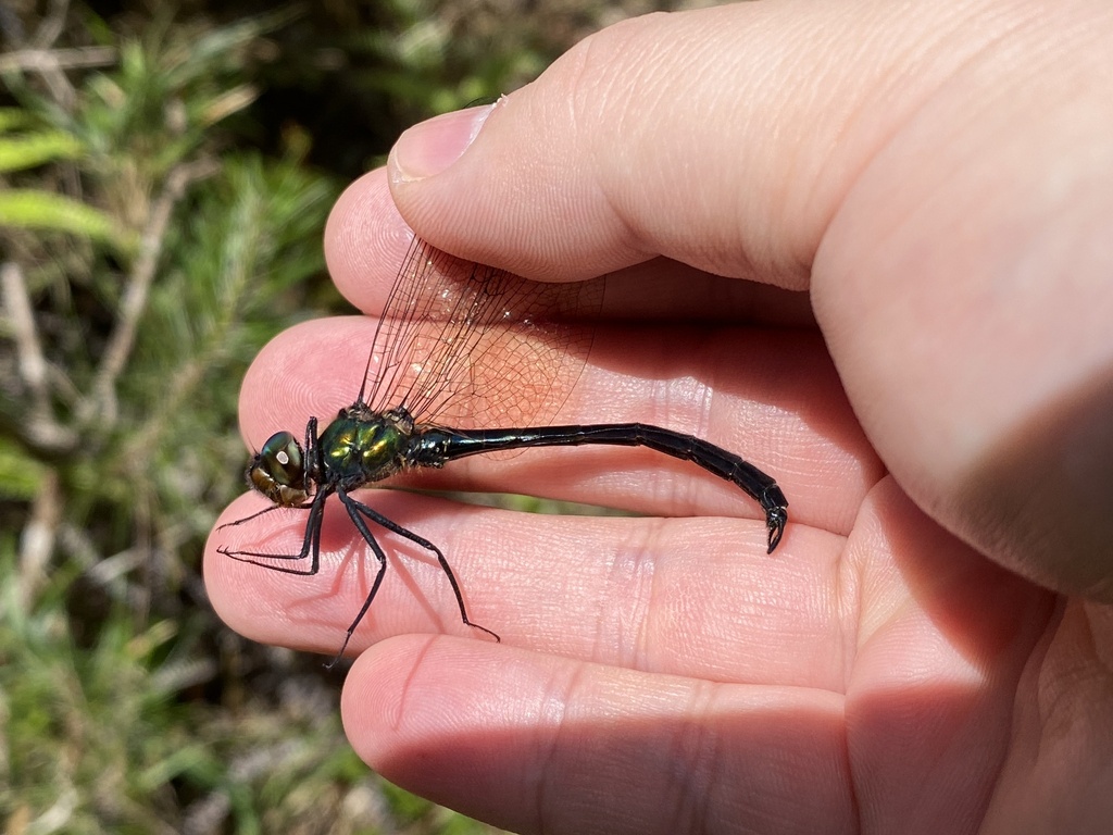 Hemicordulia okinawensis