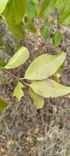 Image of Denhamia bilocularis by (c) murrayoke, some rights reserved (CC BY)