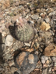 Echinomastus warnockii