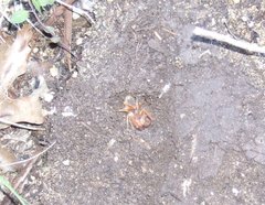 Eremobatidae