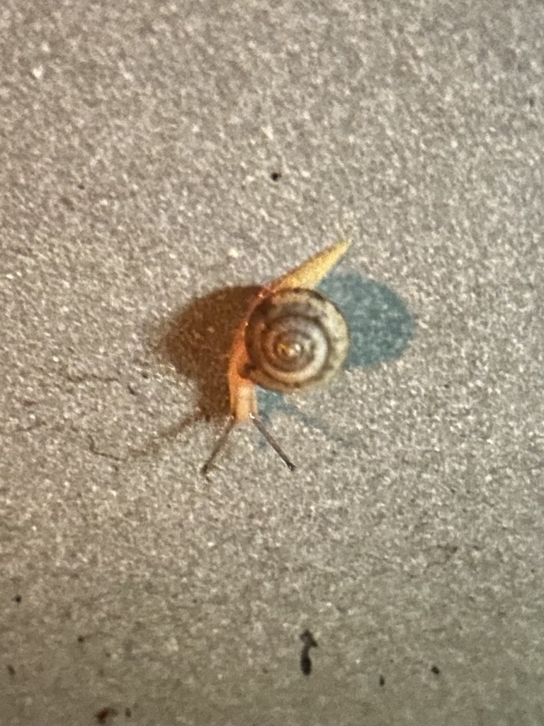 Asian Tramp Snail from Rising Mist Ln, Jacksonville, FL, US on November